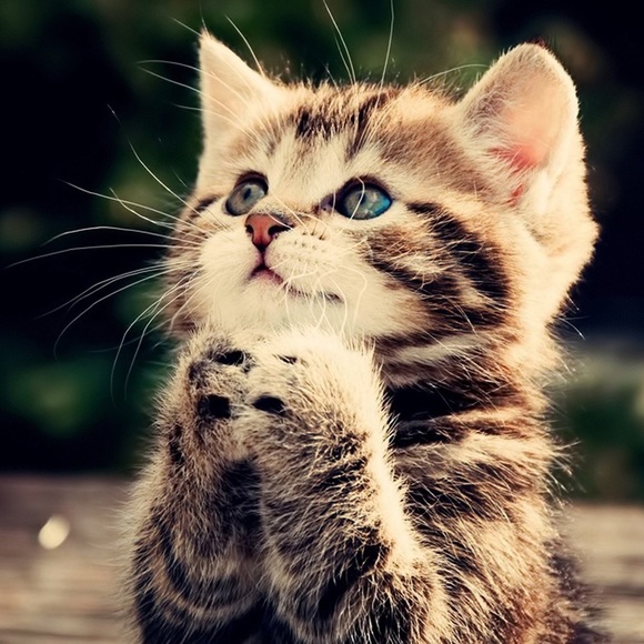 Meet your Posher - Picture 4 of 7